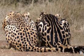 Cheetah / King Cheetah CLICK HERE to visit Ann v Dyk Cheetah Centre