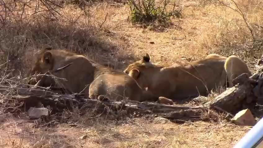 Lions feeding on a kill